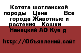 Котята шотланской породы › Цена ­ 40 - Все города Животные и растения » Кошки   . Ненецкий АО,Куя д.